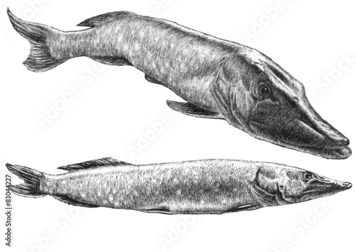 illustration with two realistic pike