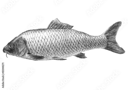 illustration with realistic carp  fish 