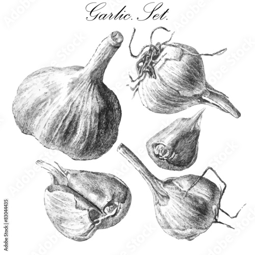 illustration with garlic