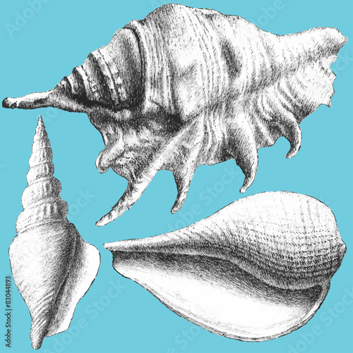 illustration with different realistic shells