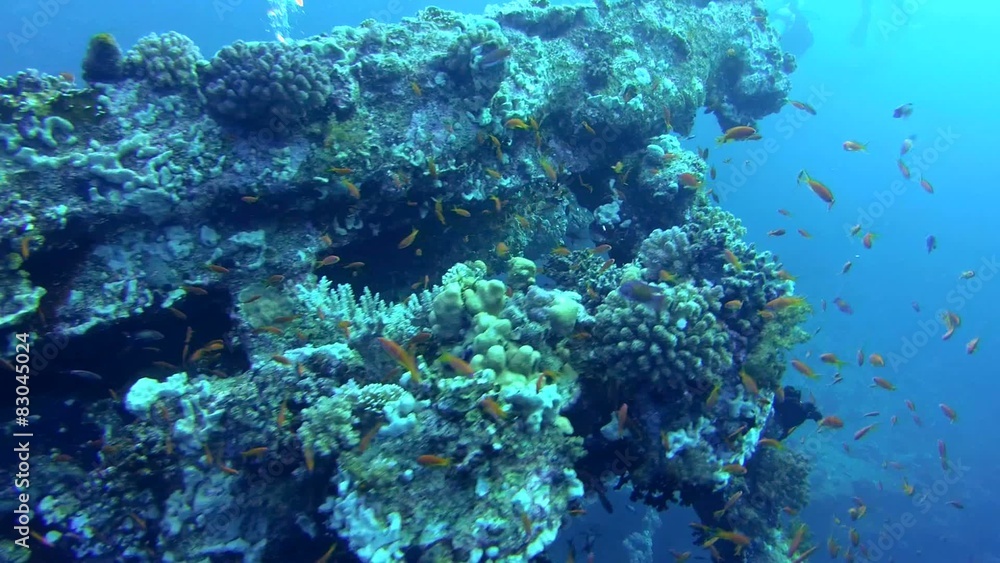 wreck SS Carnatic, Red Sea, Sharm el Sheikh, Egypt
wreck SS Carnatic, Red Sea, Sharm el Sheikh, Egypt