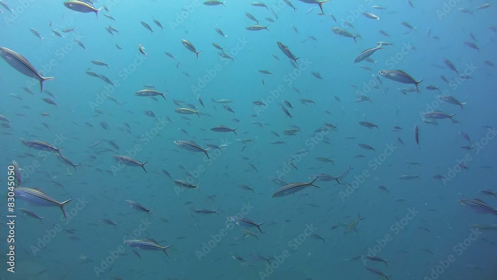 school of fish swims in the water column, Red Sea school of fish swims in the water column, Red Sea