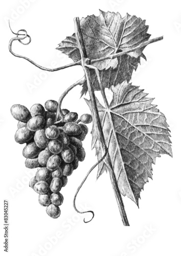 Illustration with grapes and leaves 