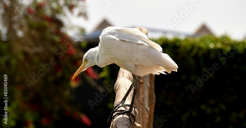 Obraz w ramie Cattle Egret 