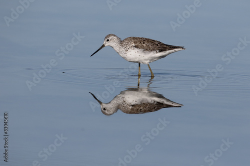 Greenshank, Tringa nebularia