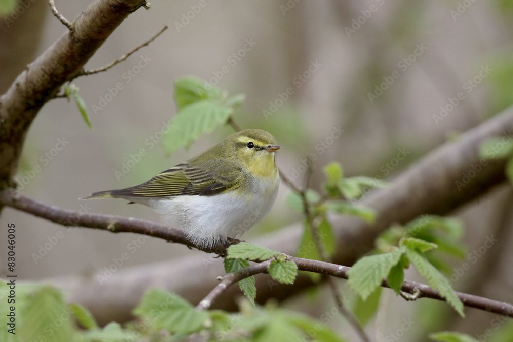 Wood warbler,  Phylloscopus sibilatrix