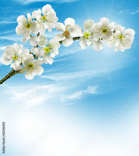 Branch of the cherry blossoms against the blue sky with clouds