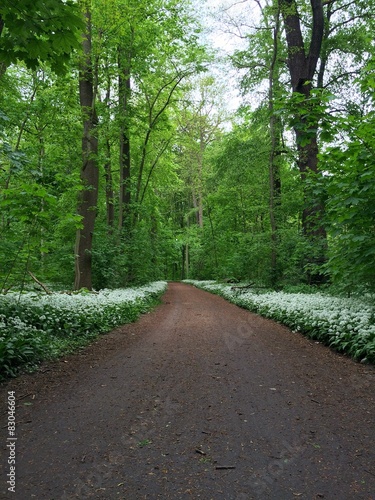 park walk photo