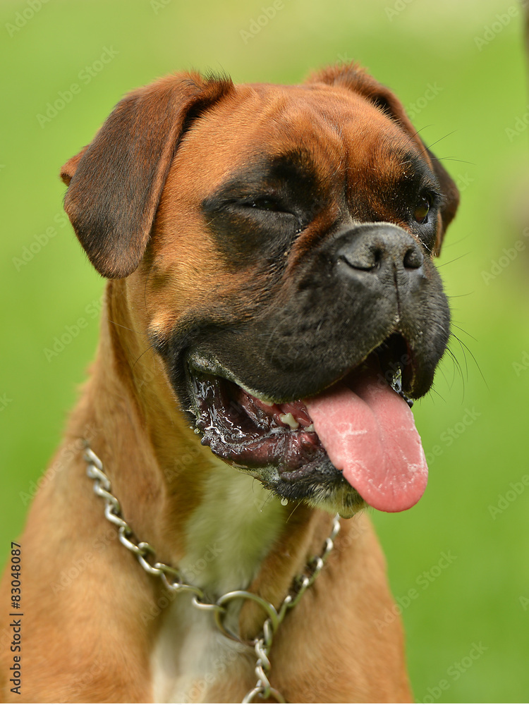 Fototapeta premium Boxer dog