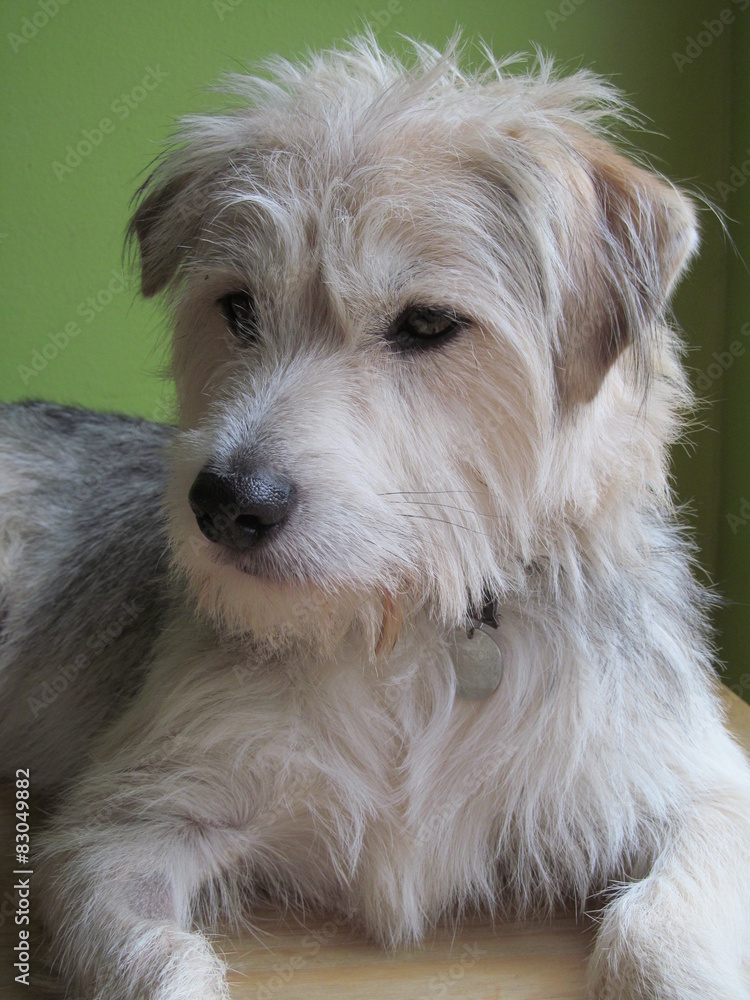 Pip IV - Crossbreed Dog Pip IV - Crossbreed Dog
