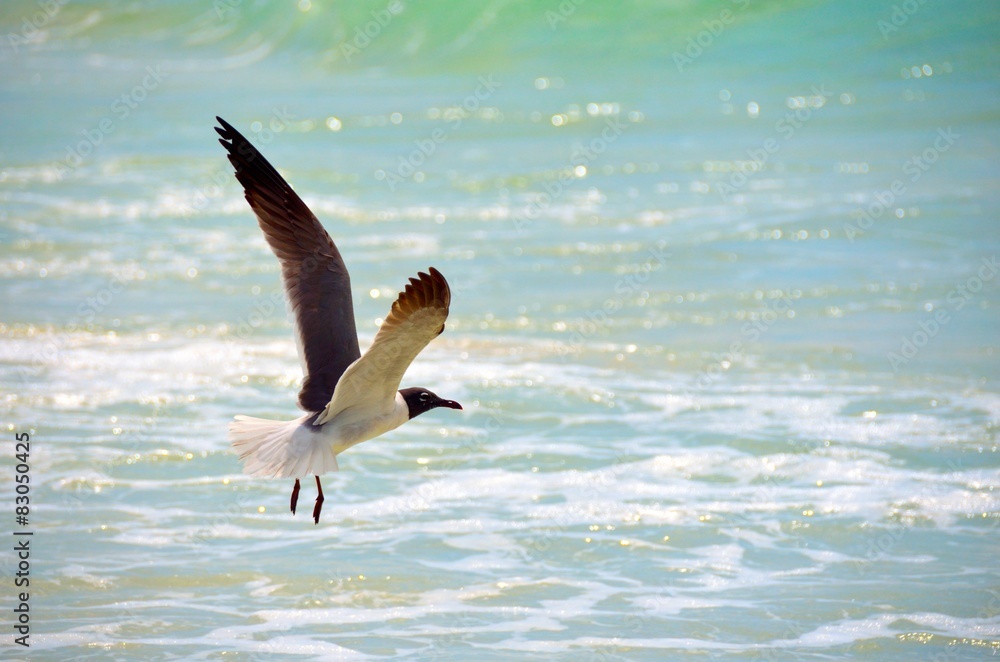 Naklejka premium Seagull in flight at a Panama City, Florida beach