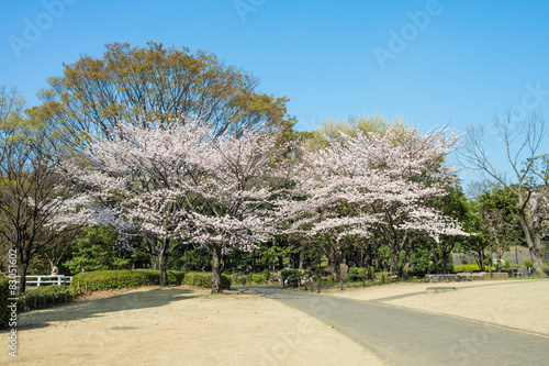 Spring cherry blossoms in Kitanomaru park,Tokyo