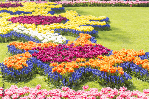 Blossoming spring flowers in Keukenhof, Holland, Netherlands