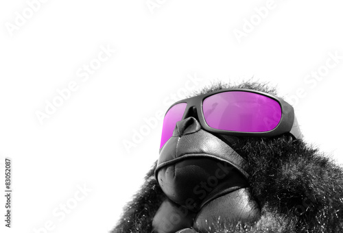 Sunglasses monkey