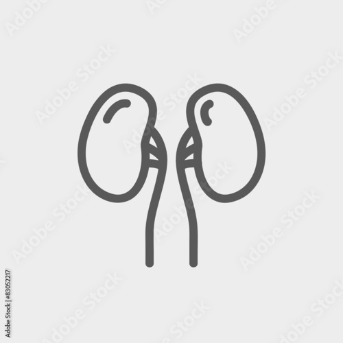 Human Kidney thin line icon