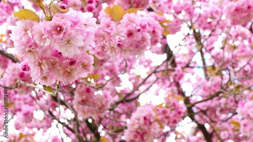 Wallpaper Mural Beautiful Japanese tree branches in bloom, footage Torontodigital.ca