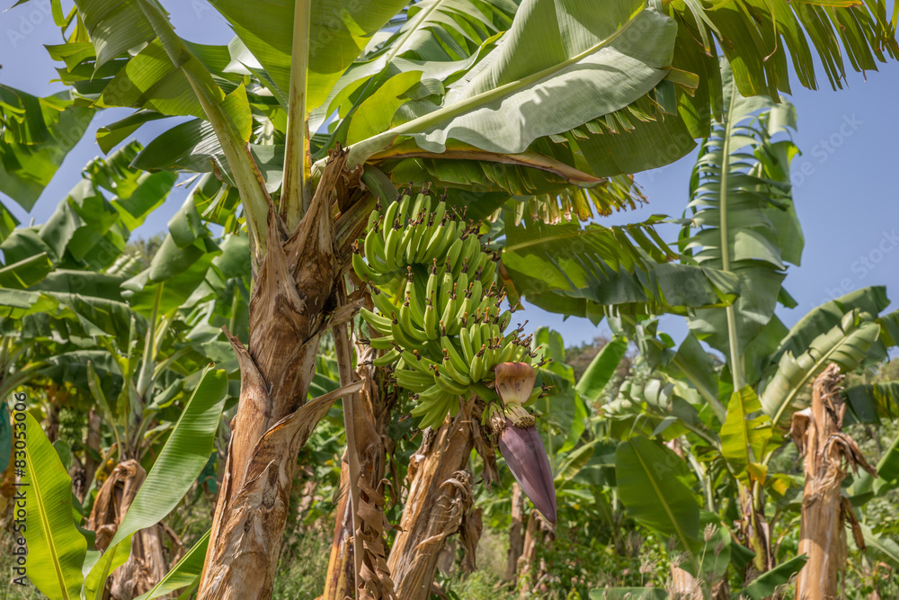 Bananenpflanze Stock Photo | Adobe Stock