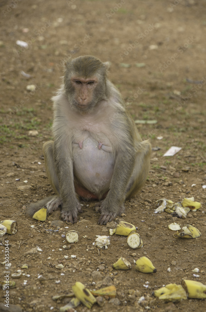 Monkey see food on ground