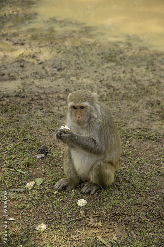 Naklejka premium Cute Monkey