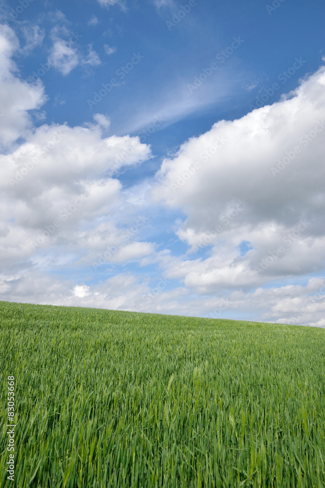 green wheat field and blue sky spring landscape green wheat field and blue sky spring landscape