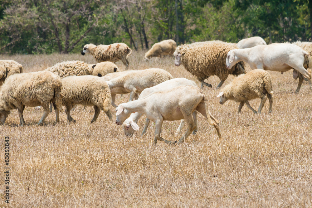 Fototapeta premium Dirty sheeps in the drought meadow