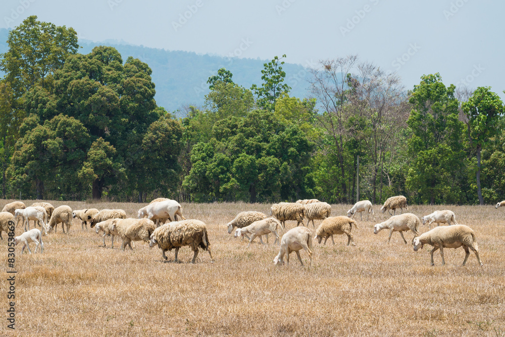 Dirty sheeps in the drought meadow Dirty sheeps in the drought meadow