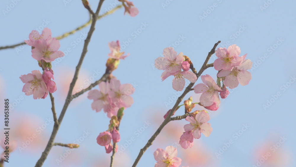 Kawazu Cherry blossoms,in Showa Kinen Park,Japan.Filmed in 4K. Kawazu Cherry blossoms,in Showa Kinen Park,Japan.Filmed in 4K.