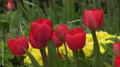 Striking Red Spring Tulips Flowers Early Morning