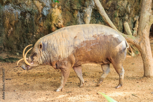 Babirusa in a Zoo