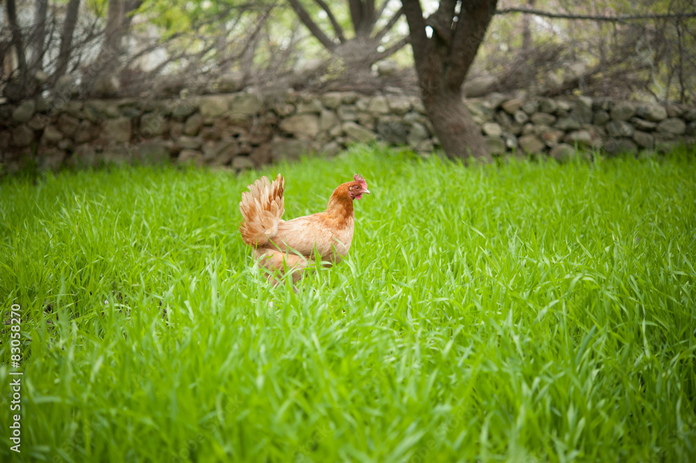 Fototapeta premium Chicken on Fresh Green grass