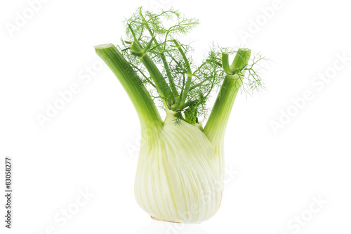 Fresh, organic fennel on a white background