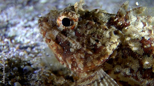 Black scorpionfish lies at the bottom, then swims from frame.
 photo