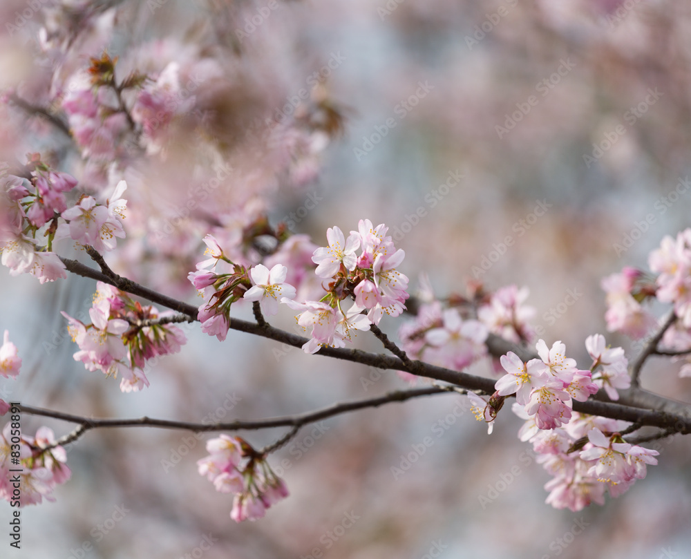 Branch with pink flowers of an Oriental cherry sakura