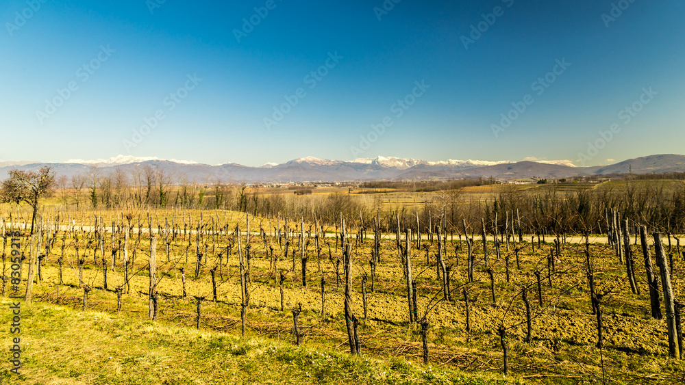 Vineyard in early spring