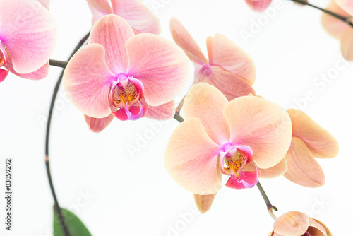 Peach Moth orchids close up