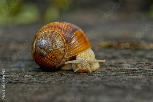 Snail climb on a floor