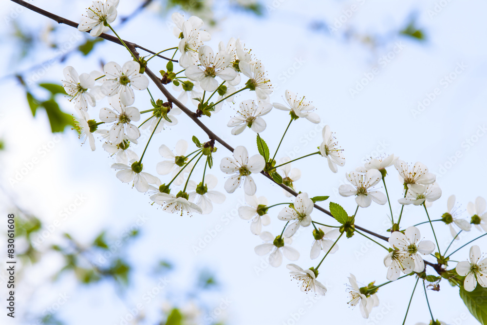 Blossoming of cherry tree, white flowers