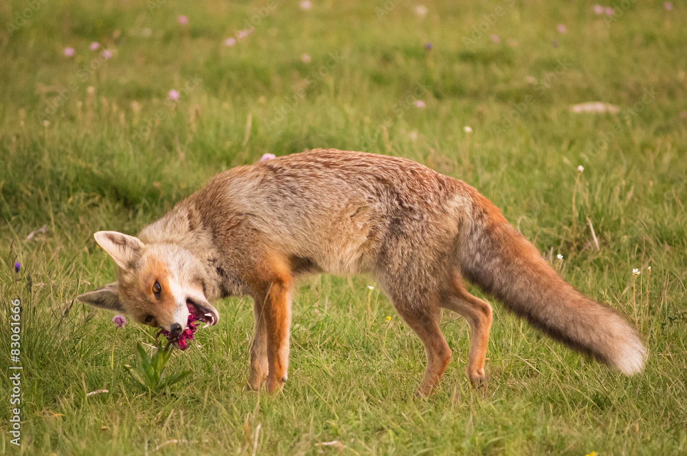 Fototapeta premium Volpe rossa mangia un'orchidea selvatica