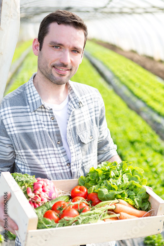 Young attractive woman harvesting vegetable in a greenhouse