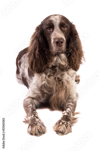 Russian Spaniel dog