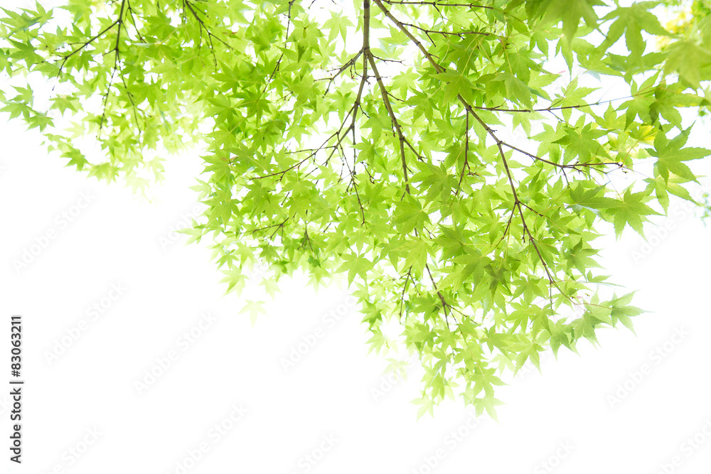 Obraz premium 新緑の葉っぱ