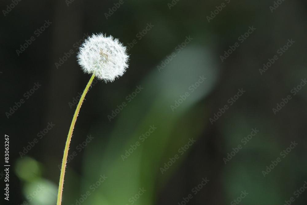 Fototapeta premium 綿毛のタンポポ