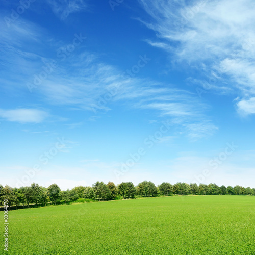 Fototapeta Naklejka Na Ścianę i Meble -  spring meadow and blue sky