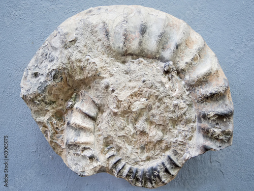 Fossil photo