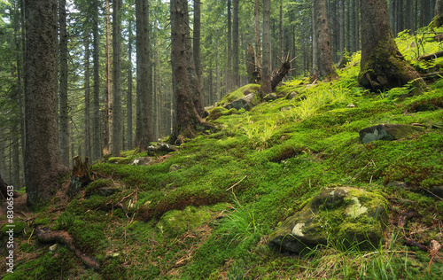 Forest as a background. Natural summer landscape