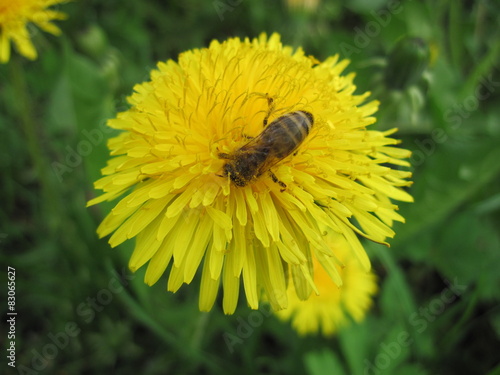 A bee collects nectar on a flower dandelion