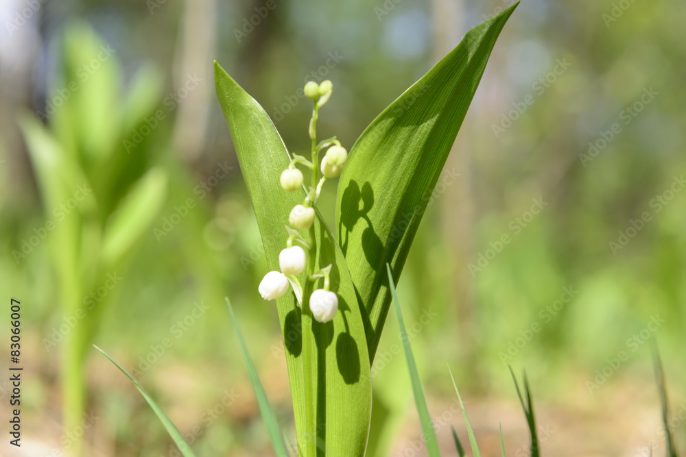 Obraz premium Spring wild flowers bloom