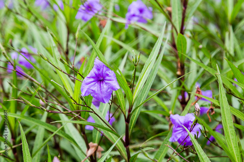 Purple Flowers in Green Garden