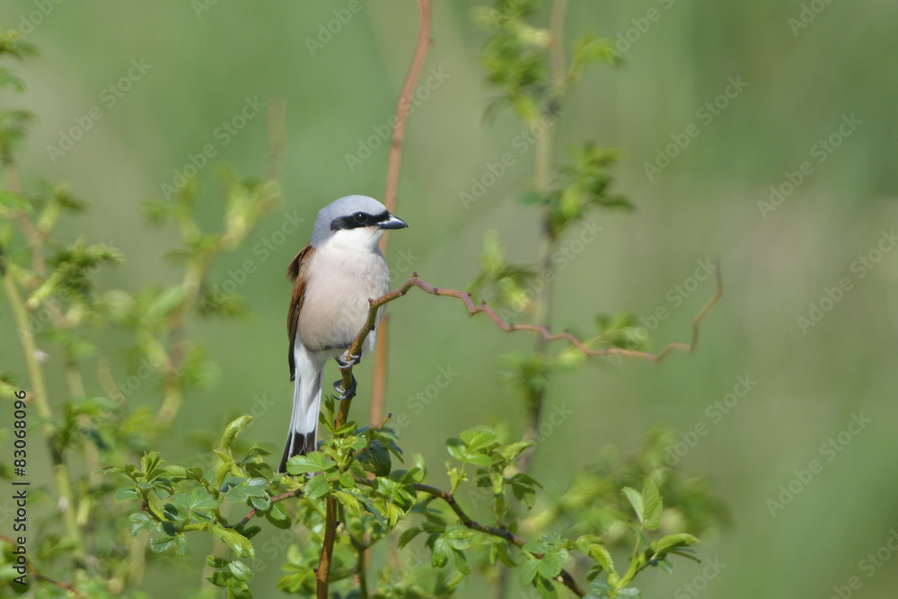 Obraz premium Neuntöter