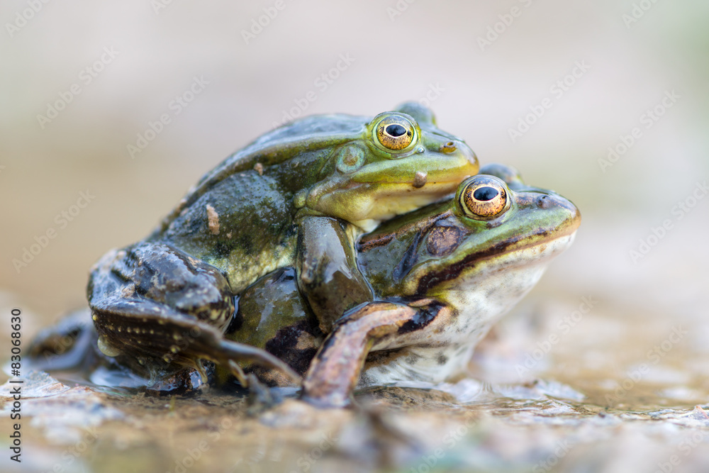 Obraz premium common European frog